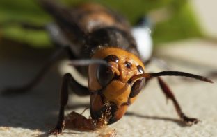 The First Murder Hornet Nest Discovered In The USA