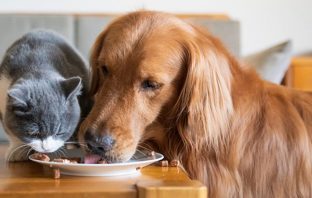 Dogs And Cat Food — Whats The Harm?