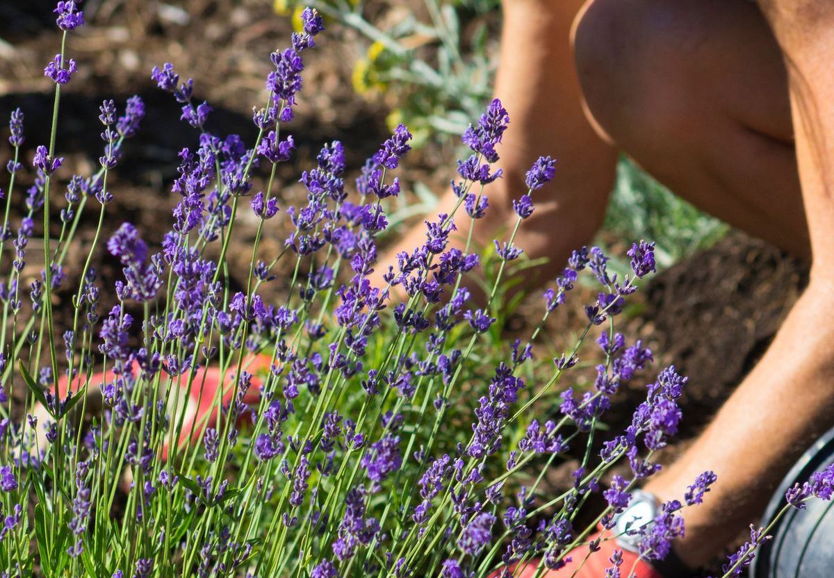 Lady kneeling down to tend to a lavender plant
