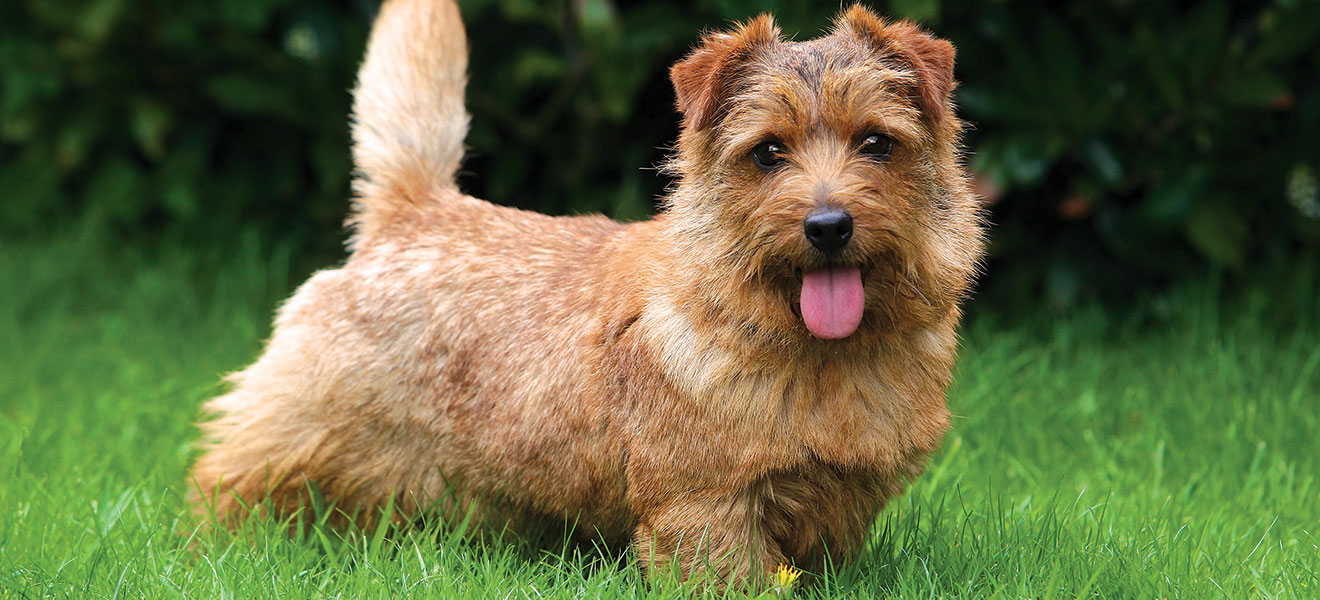 Norfolk Terrier running in a field of grass