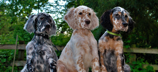 Three various colored English Setter dogs