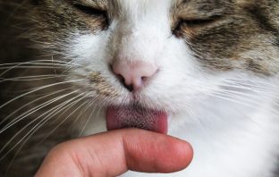 Why Do Cats Lick Us?