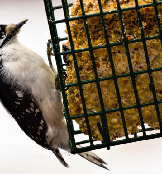 Suet Feeders What You Need To Know