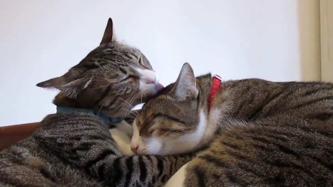 Hairy liking. Коты облизывают друг друга. Кошечки вылизывают друг дружку. Cat licks another Cat. Cats support each others.